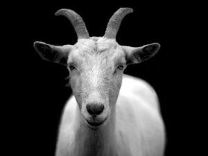 Start again with realistic resolutions with the year of the Goat…